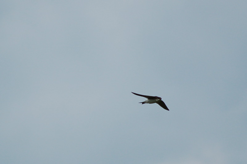 dsc_3784.jpg